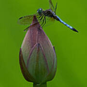 Lotus Bud And Blue Dasher Dragonfly Dl007 Poster