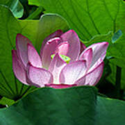 Lotus--peeking Out I Dl016 Poster