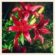 Love #red #lily #flowers In My #backyard Poster