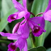 Lovely Purple Orchid Poster