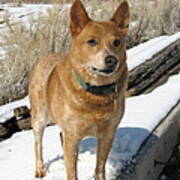 Loyal Rusty - Red Heeler Poster