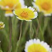 Macro Wildflower Poster