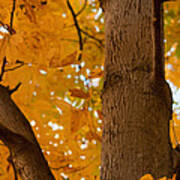 Majestic Tree In Fall Poster