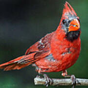 Male Cardinal Poster