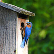 Male Eastern Bluebird Ii Poster