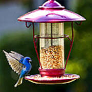 Male Indigo Bunting Poster