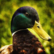 Male Mallard Duck Poster