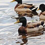 Male Mallards Poster