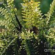 Mama Dove In Fern Basket Poster