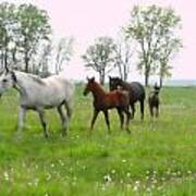 Mares And Foals In Dandelions Poster