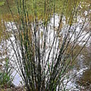 Marsh Grass Poster