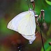 Mating Butterflies- St Lucia Poster