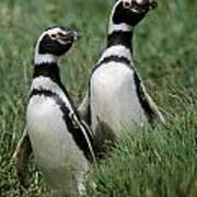 Megellanic Penguin Couple - Patagonia Poster