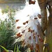 Milkweed - Spread Thy Seeds Poster