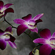 Miniature Orchids Poster