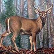 Missouri Whitetail Deer Poster