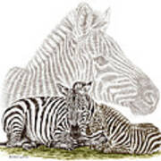 Mom And Baby Zebra Art Poster