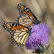 Monarch Butterflies On Field Thistle Din162 Poster
