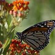 Monarch Butterfly On Red Flower Poster