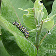 Monarch Caterpillar Poster