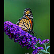 'monarch On Buddleia' Poster