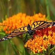 Monarch On Butterfly Weed Poster