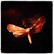 Moth In Suspended Animation, Or Poster