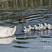 Mother Mute Swan And Babies Poster