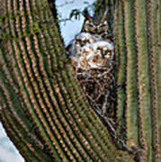 Mother Owl With Chicks Cactus Nest Poster