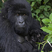 Mountain Gorilla Mother And Infant Parc Poster