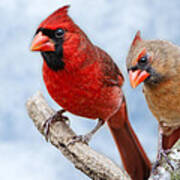 Mr. And Mrs. Cardinal Poster