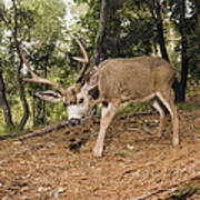 Mule Deer Buck In Forest Aptos Poster