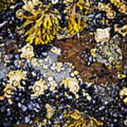 Mussels And Barnacles At Low Tide Poster