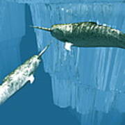 Narwhals Poster