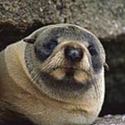 New Zealand Fur Seal Arctocephalus Poster