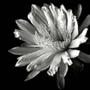 Night Blooming Cereus In Black And White Poster