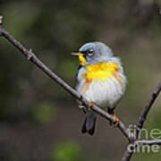 Northern Parula Poster