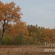 Oak In The Fall I Poster