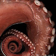 Octopus Tentacle In Water Poster