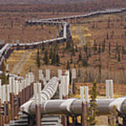Oil Pipeline Crossing Taiga, Alaska Poster
