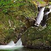 Olympic National Forest Poster