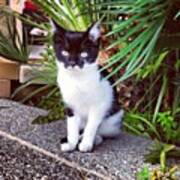 One Of The Kittens In Our Garden On Poster