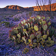 Opuntia Opuntia Sp In Chihuahuan Desert Poster