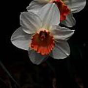 Orange And White Daffodils - 5 Poster