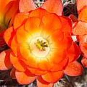 Orange Cactus Flowers Poster