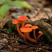 Orange Mushrooms Poster