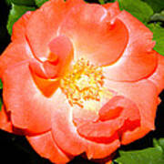 Orange Rose Poster