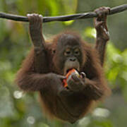 Orangutan Pongo Pygmaeus Young Eating Poster