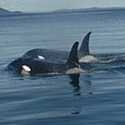Orca Pair Surfacing British Columbia Poster