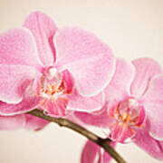 Orchid Pastel Poster